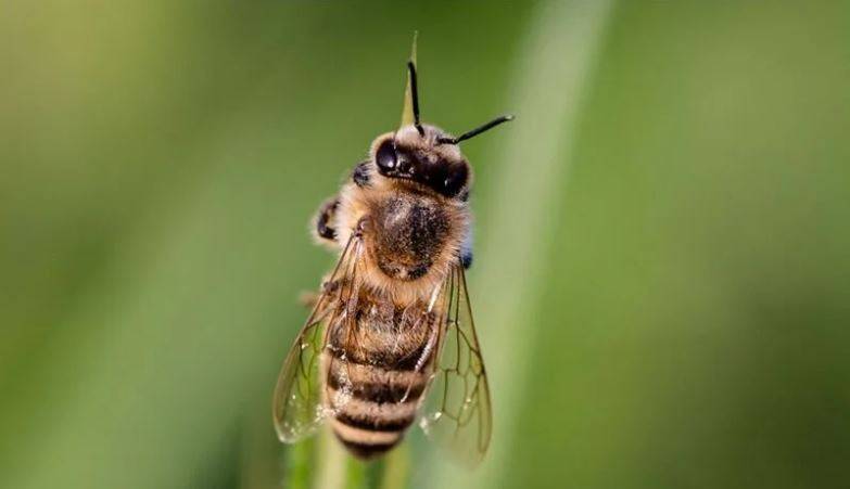 Arıları ne kadar tanıyorsunuz? Arılar hakkında ilginç bilgiler 24
